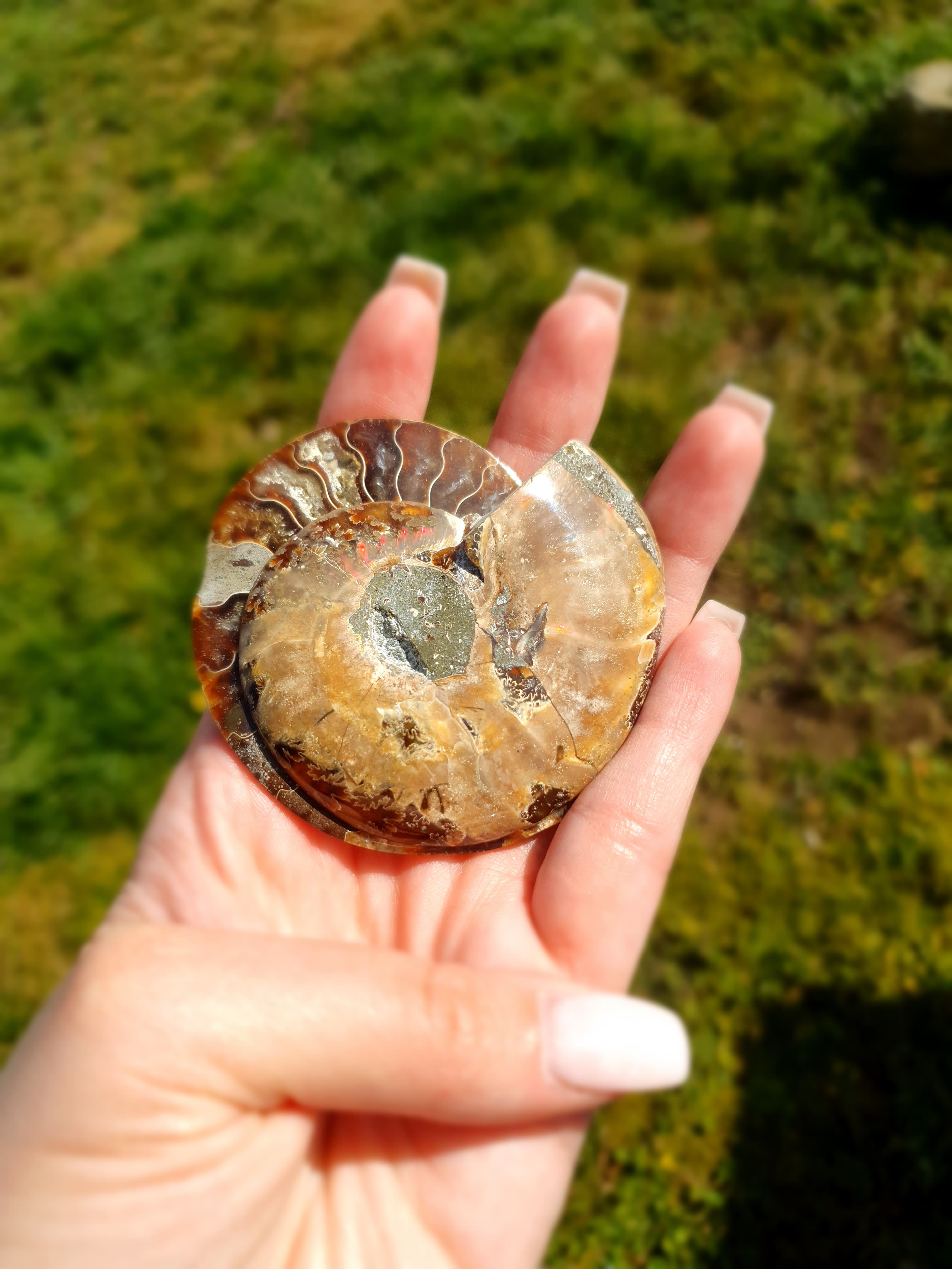 Paire Ammonite sciée