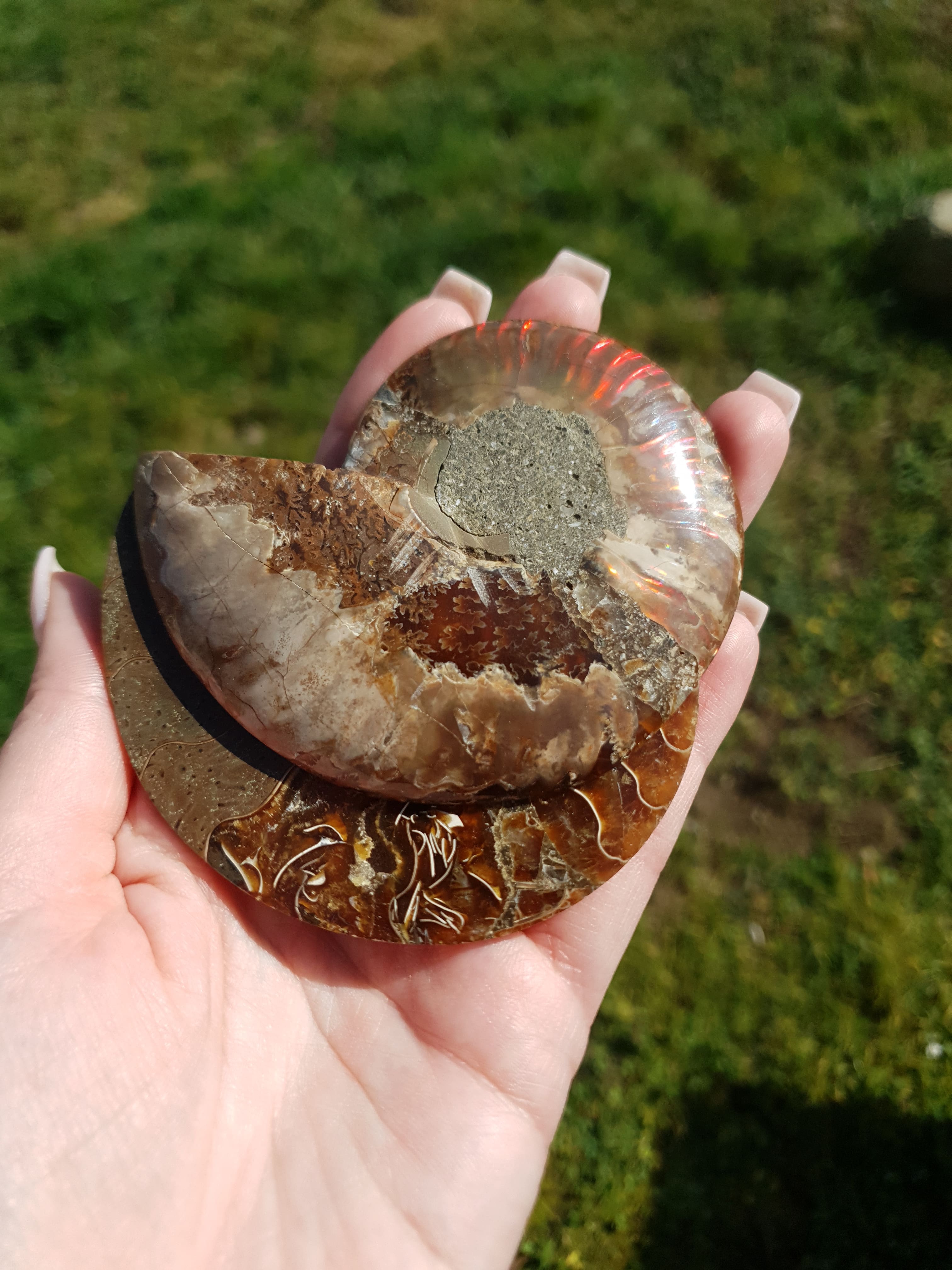 Paire Ammonite sciée
