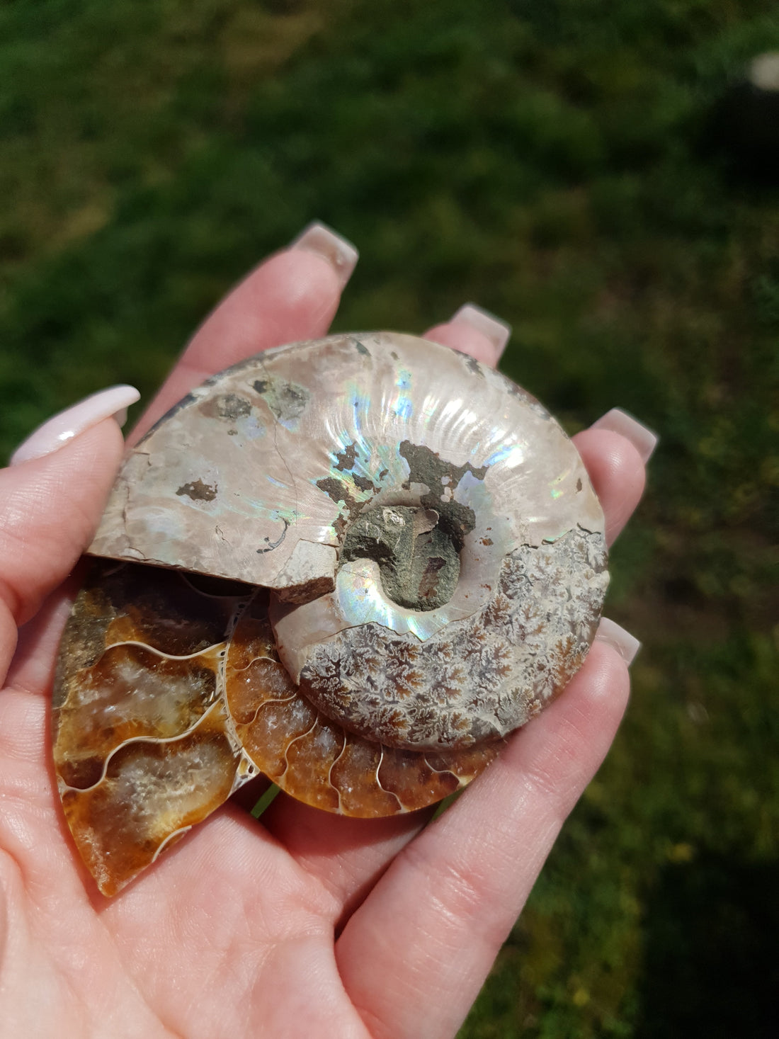 Paire Ammonite sciée