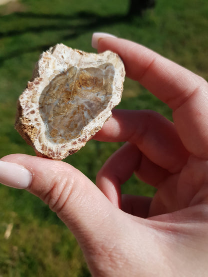 Bois fossile