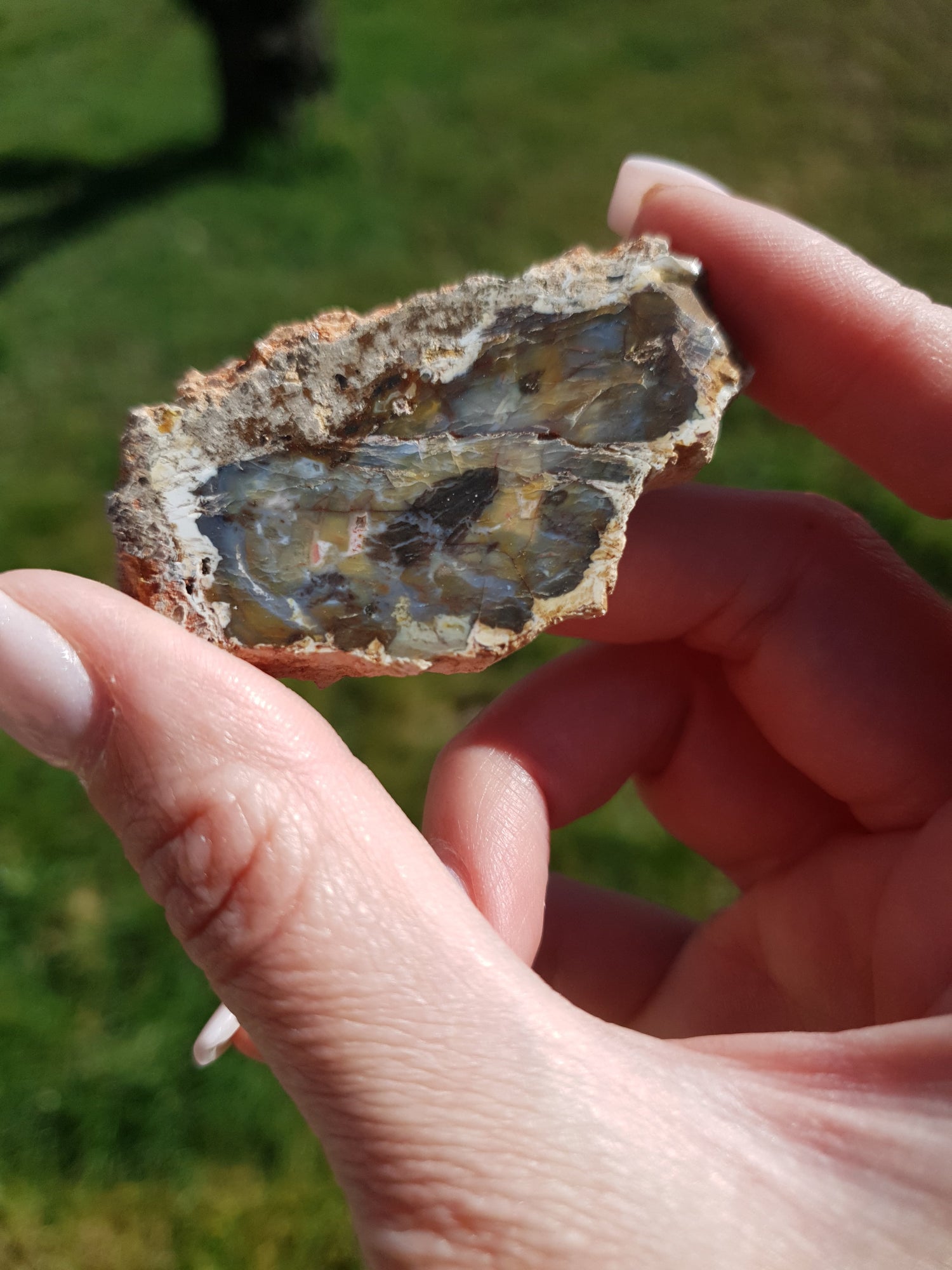 Bois fossile