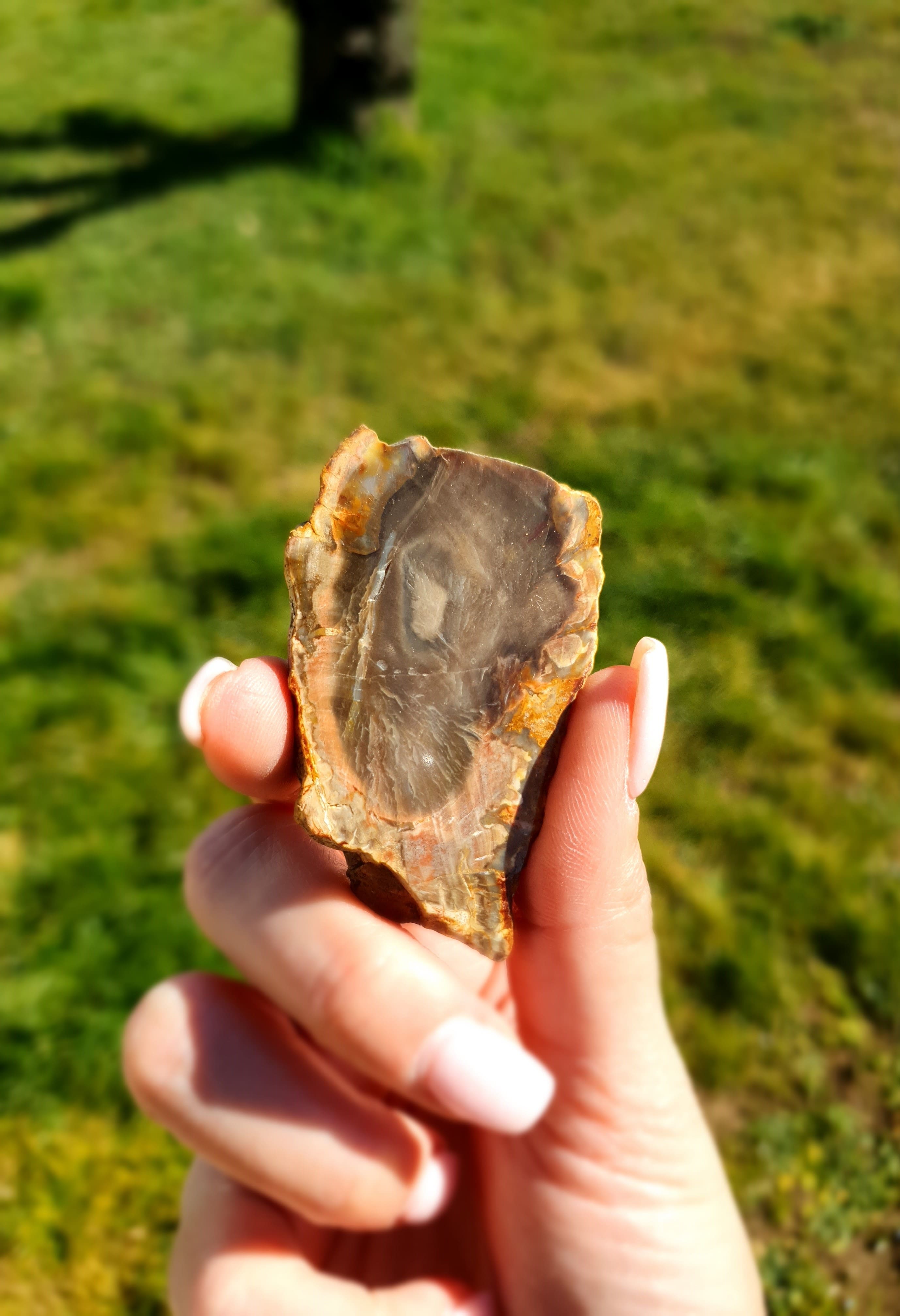 Bois fossile