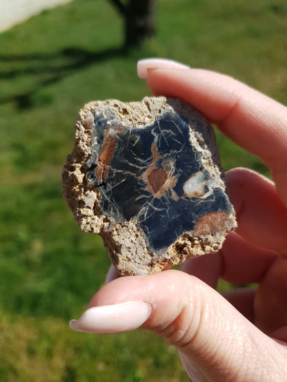 Bois fossile