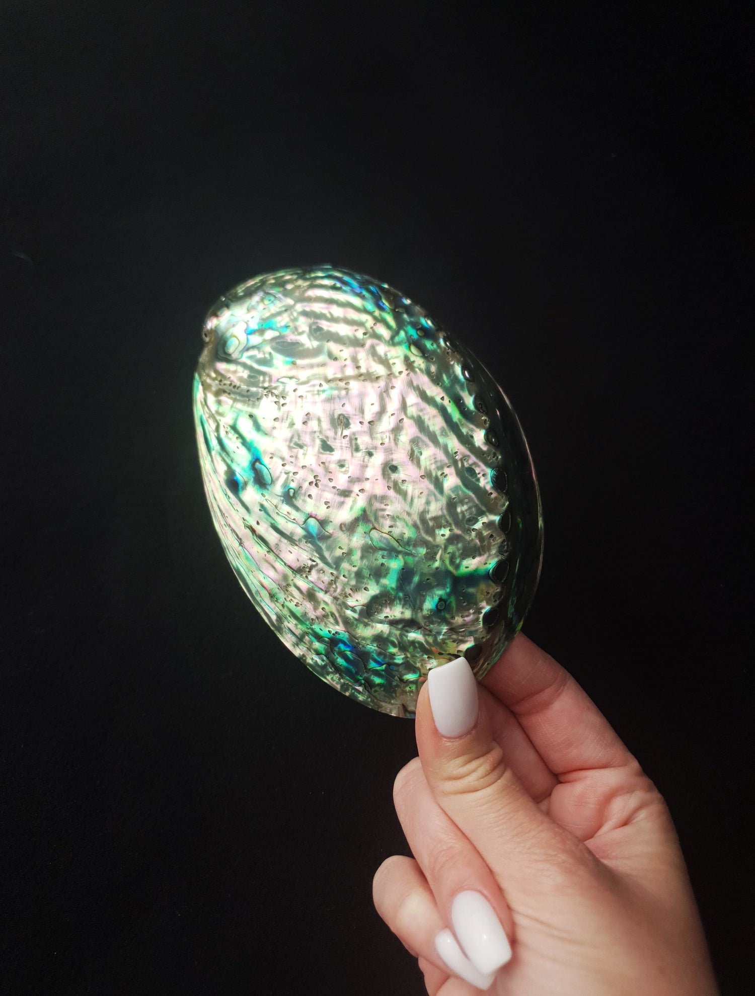Coquille ormeau