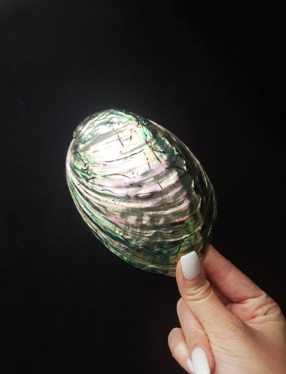 Coquille ormeau